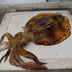 フィッシングボート空風(そらかぜ) 釣果