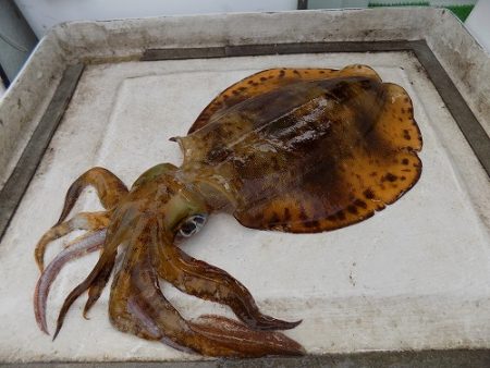 フィッシングボート空風（そらかぜ） 釣果