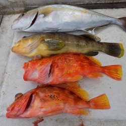 フィッシングボート空風(そらかぜ) 釣果