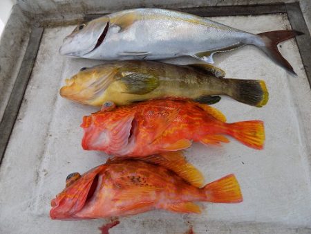 フィッシングボート空風（そらかぜ） 釣果