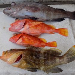 フィッシングボート空風(そらかぜ) 釣果