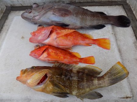 フィッシングボート空風(そらかぜ) 釣果
