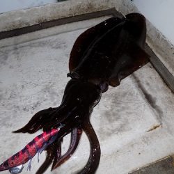 フィッシングボート空風(そらかぜ) 釣果