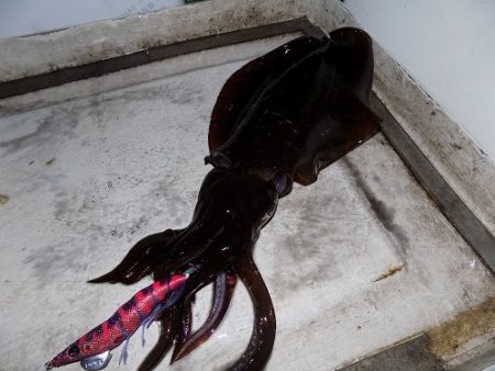 フィッシングボート空風(そらかぜ) 釣果