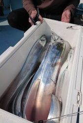 KONAYAーMARU(こなや丸) 釣果