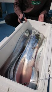 ＫＯＮＡＹＡｰＭＡＲＵ（こなや丸） 釣果