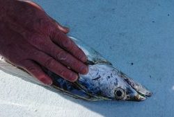 KONAYAーMARU(こなや丸) 釣果