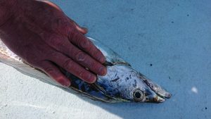 KONAYAーMARU(こなや丸) 釣果