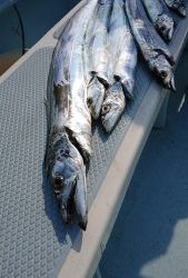 KONAYAーMARU(こなや丸) 釣果