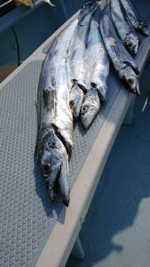 KONAYAーMARU(こなや丸) 釣果