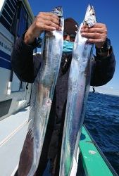 KONAYAーMARU(こなや丸) 釣果