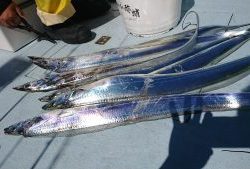 KONAYAーMARU(こなや丸) 釣果