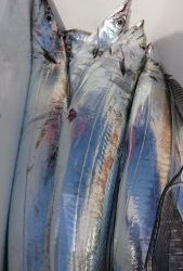 KONAYAーMARU(こなや丸) 釣果