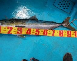 フィッシング太陽 釣果