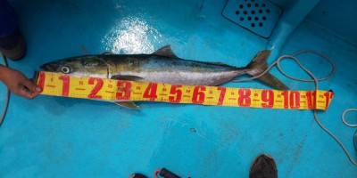 フィッシング太陽 釣果