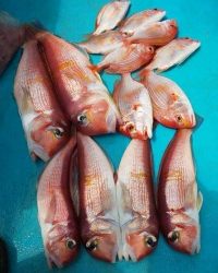 フィッシング太陽 釣果