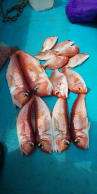 フィッシング太陽 釣果