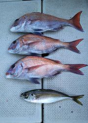 釣り舟 海竜 釣果