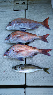 釣り舟　海竜 釣果