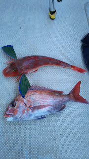 釣り舟　海竜 釣果