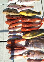 釣り舟 海竜 釣果