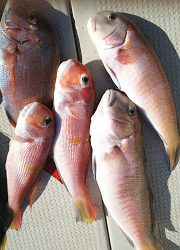 釣り舟 海竜 釣果