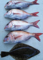 釣り舟　海竜 釣果