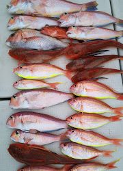 釣り舟 海竜 釣果