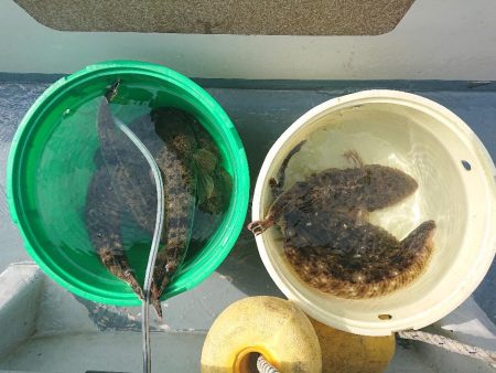 深川　吉野屋 釣果