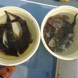 深川　吉野屋 釣果