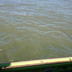 深川 吉野屋 釣果