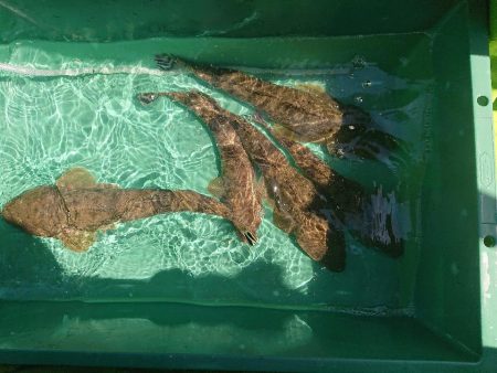 深川 吉野屋 釣果