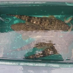 深川　吉野屋 釣果