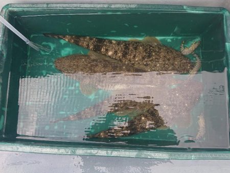 深川　吉野屋 釣果