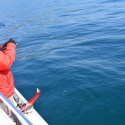 Fisherman Dreams DI 釣果