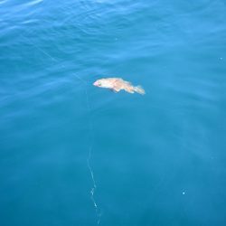 Fisherman Dreams DI 釣果