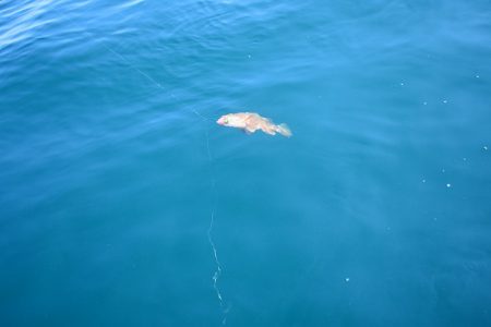 Fisherman Dreams DI 釣果