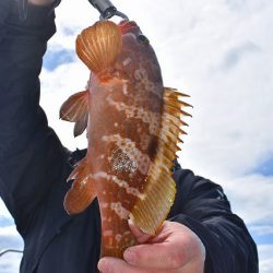 Fisherman Dreams DI 釣果