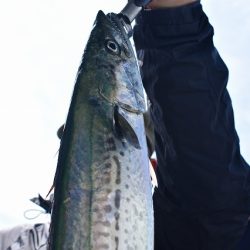 Fisherman Dreams DI 釣果