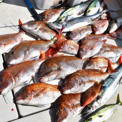 Fisherman Dreams DI 釣果