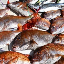 Fisherman Dreams DI 釣果