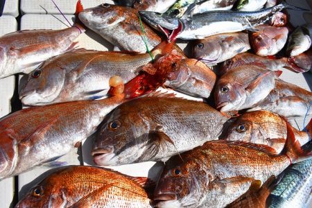 Fisherman Dreams DI 釣果