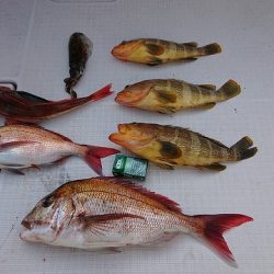 フィッシングボートACE(エース) 釣果