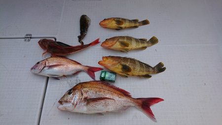 フィッシングボートACE(エース) 釣果