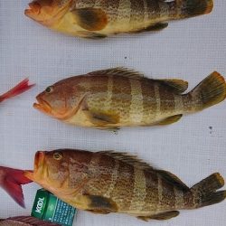 フィッシングボートACE(エース) 釣果