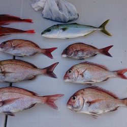 フィッシングボートACE(エース) 釣果