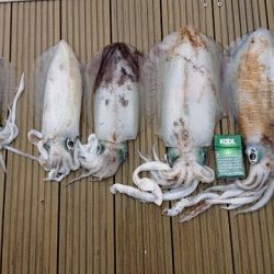 フィッシングボートACE(エース) 釣果