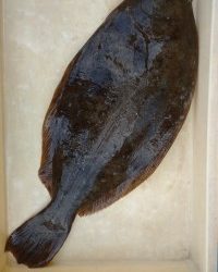 和歌山マリーナシティ釣り公園 釣果