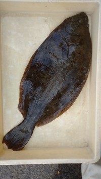 和歌山マリーナシティ釣り公園 釣果