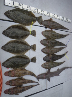 磯部釣船 直栄丸 釣果